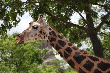 Giraffe
