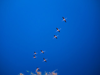 Flamingos flying in the blue sky