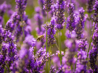 Bee in the lavender field, Valensole, Provence, France