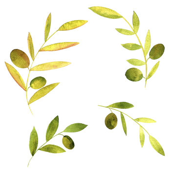 watercolor branches of olives with leaves