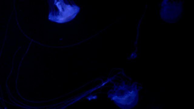 Illuminated Sea Nettle over black background Jelly Fish