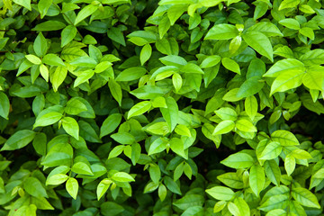 Fototapeta na wymiar Green leaves background.