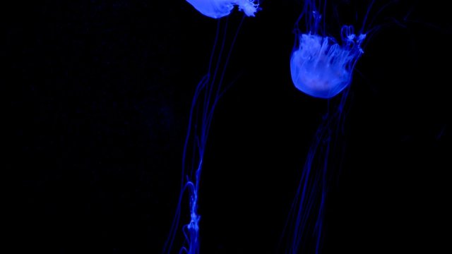 Illuminated Sea Nettle over black background Jelly Fish