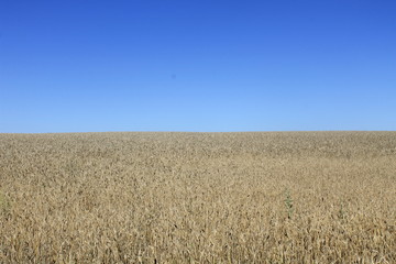 Field of wheat 