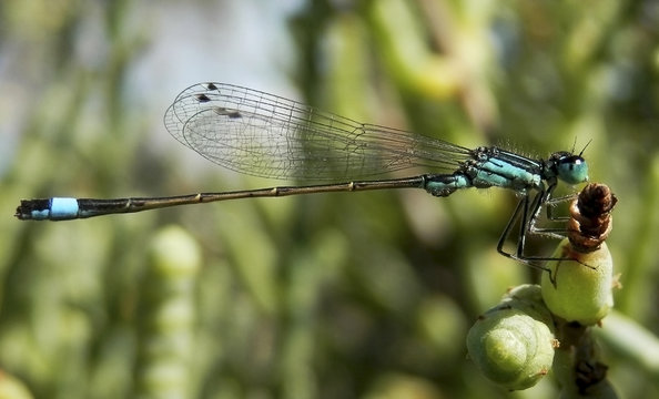 Ischnura, a genus of damselflies known as forktails in the family Coenagrionidae
