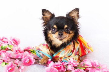 Chihuahua dog wear Japan traditional Kimono with Sakura flower on white isolated background.