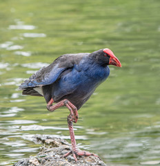 Takahe bird standing on the rock