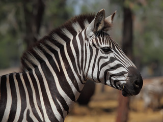 Fototapeta na wymiar Portrait of zebra