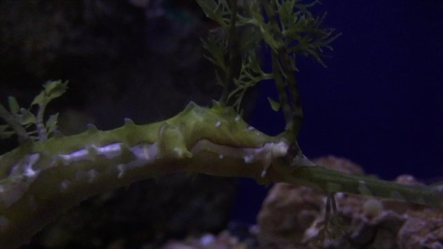 Haliichthys taeniophorus the Ribboned pipefish close-up