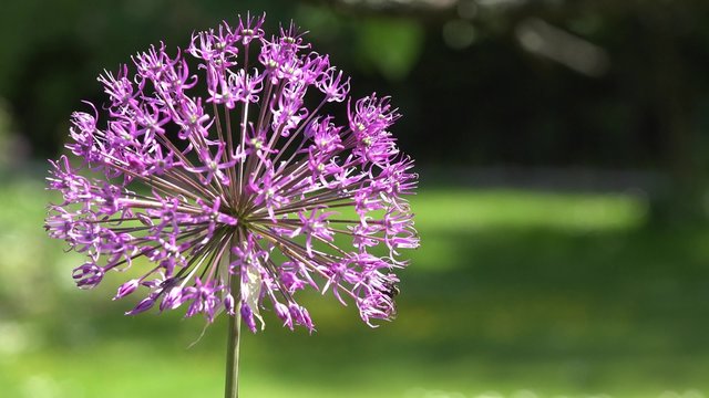 Purple allium decorative garlic flower with honeybee bee gather nectar. Static closeup shot. 4K
