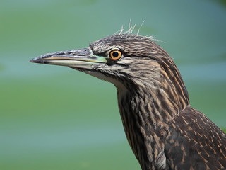 Night heron profile portrait