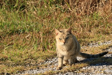 外に出てきた猫