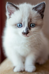 kitten close-up indoors
