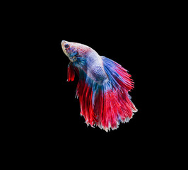 Capture the moving moment of white siamese fighting fish