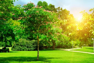Fotobehang Bomen zomerpark met prachtige groene gazons