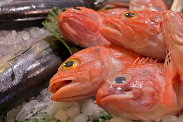 Delicious fresh red scorpion fish on ice