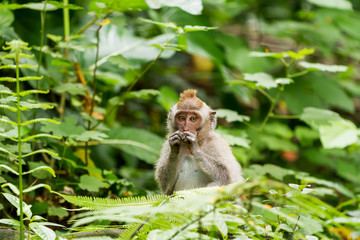 Monkey in jungle forest. Monkey forest in Ubud, Bali, Indonesia.