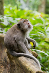 Monkey sits on tree. Monkey forest in Ubud, Bali, Indonesia.