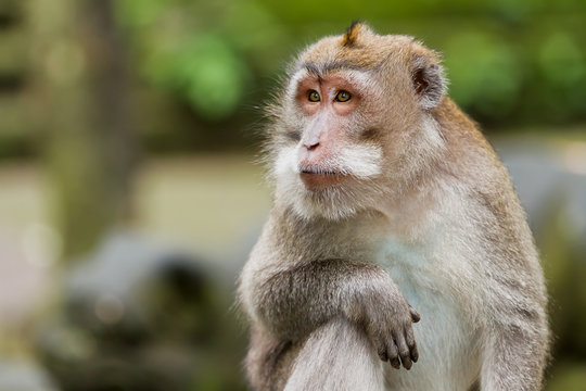 Close up photo of monkey's face. Monkey forest in Ubud, Bali, Indonesia.