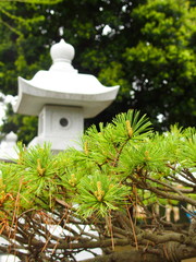 松と石灯籠