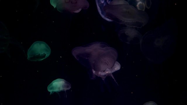 Moon jellyfish, Aurelia aurita, translucent tri color