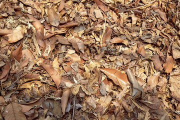 Dry leaf on the ground
