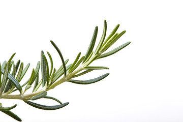 Fresh rosemary on white background