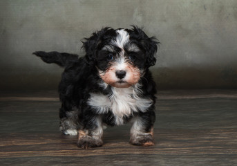 Havaneser Welpe Hund