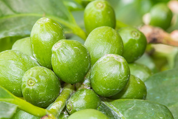 cerises vertes de café 