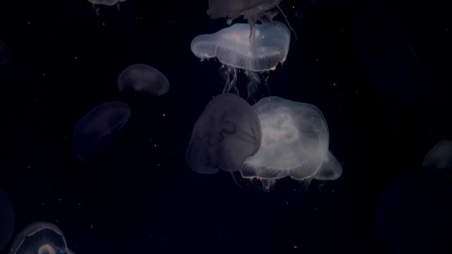 Moon jellyfish, Aurelia aurita, translucent