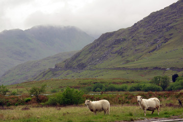 Fototapeta na wymiar Sheep in Snowdonia, Wales