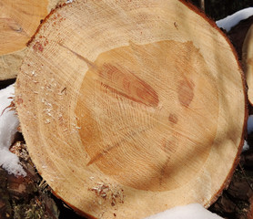 Close up of cut tree trunk, Wood preparation, pine