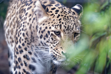 Obraz na płótnie Canvas Persian Leopard
