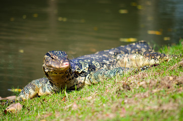 The Varan (Lizard) on the grass in the  Ayutthaya, Thailand