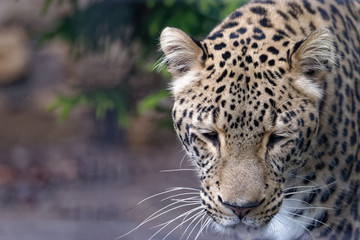 Fototapeta na wymiar Persian Leopard