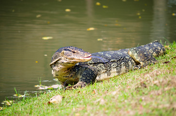 The Varan (Lizard) on the grass in the  Ayutthaya, Thailand