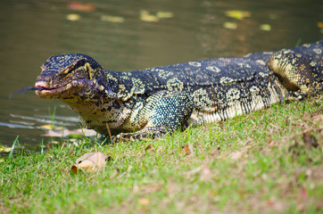 The Varan (Lizard) on the grass in the  Ayutthaya, Thailand