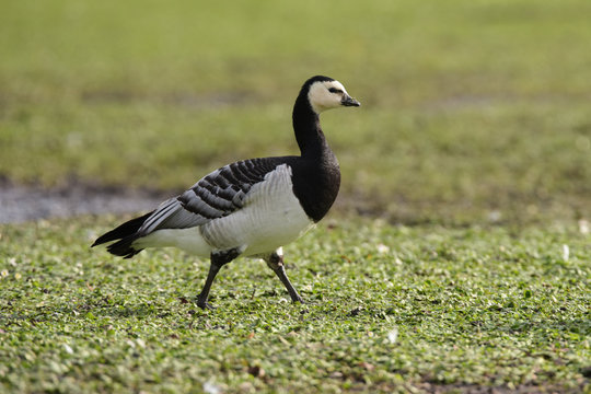 Bernacle Goose