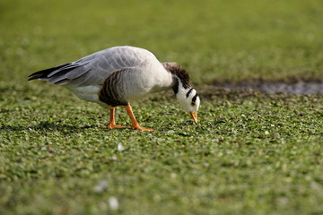 Bar-headed Goose