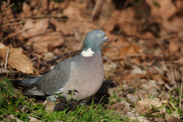 Tufted Duck, Aythya fuligula