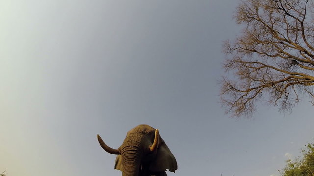 Slow motion dramatic underneath footage of 2 African elephants walking over the camera, Botswana