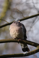 Common Wood Pigeon, Wood Pigeon, Columba palumbus