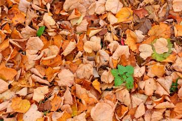 autumn leaves