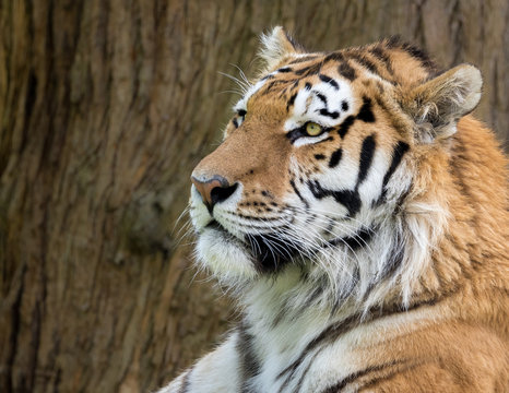 Amur Tiger, Panthera tigris ataxic. Profile head shot with brown bark in background.