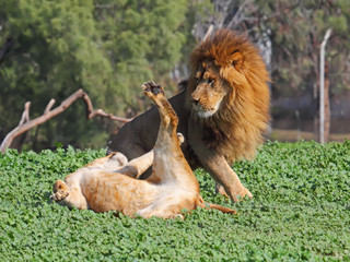 lion and lioness