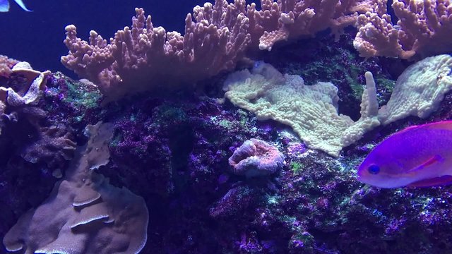 Coral Reef Full of life threadfin seabass orange fairy basslet