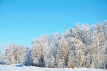 Winter forest in rime