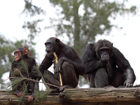 Chimpanzee Family