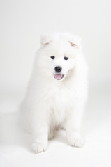 Lovely Samoyed puppy (on a light gray background)