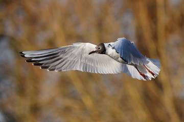 Black-headed Gull, Chroicocephalus ridibundus